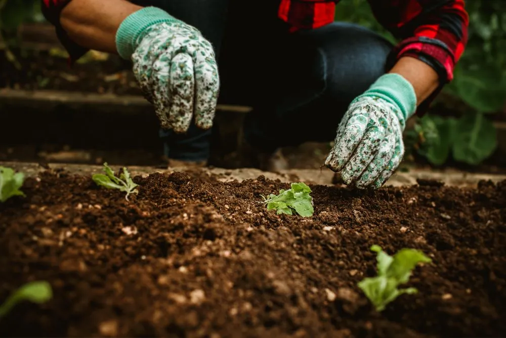 Gloved hands planting seedlings