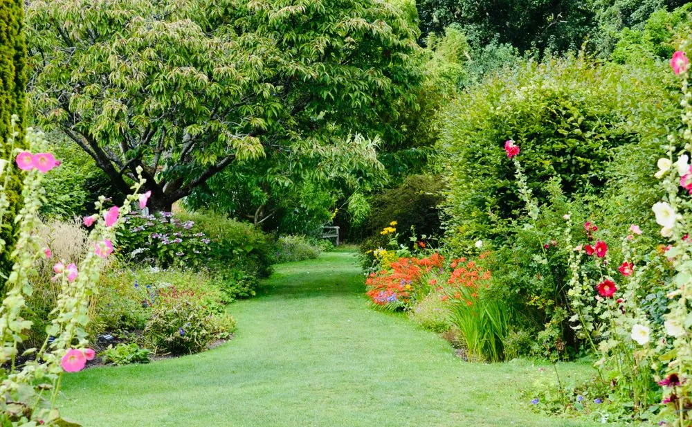 A lawn path between deep flower borders
