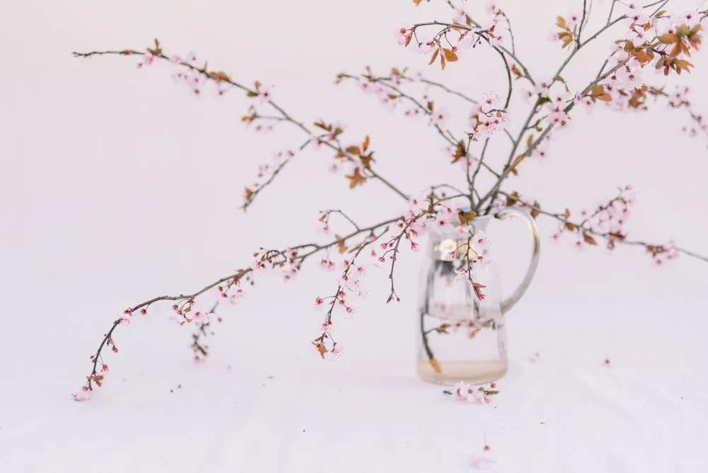 Blossom branches in a jug on a white table